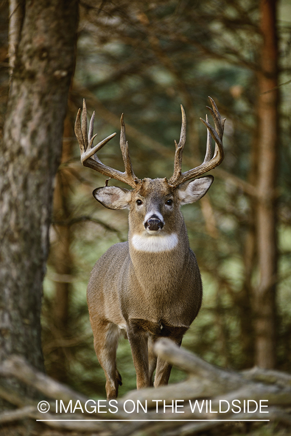 White-tailed buck in habitat.