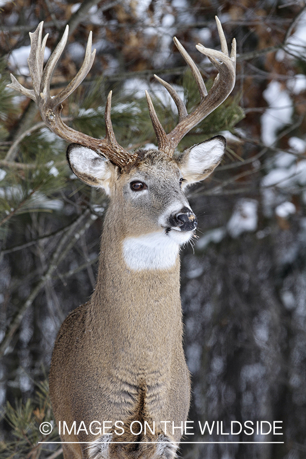 White-tailed buck in winter habitat.