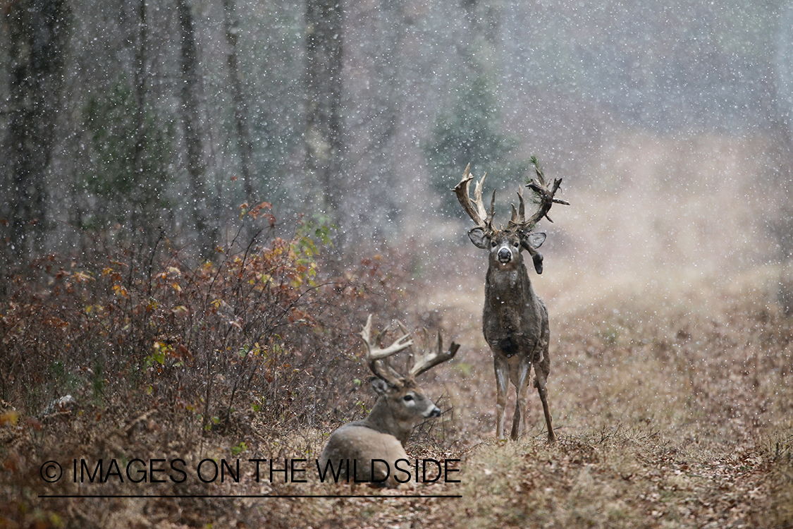 White-tailed bucks in habitat.