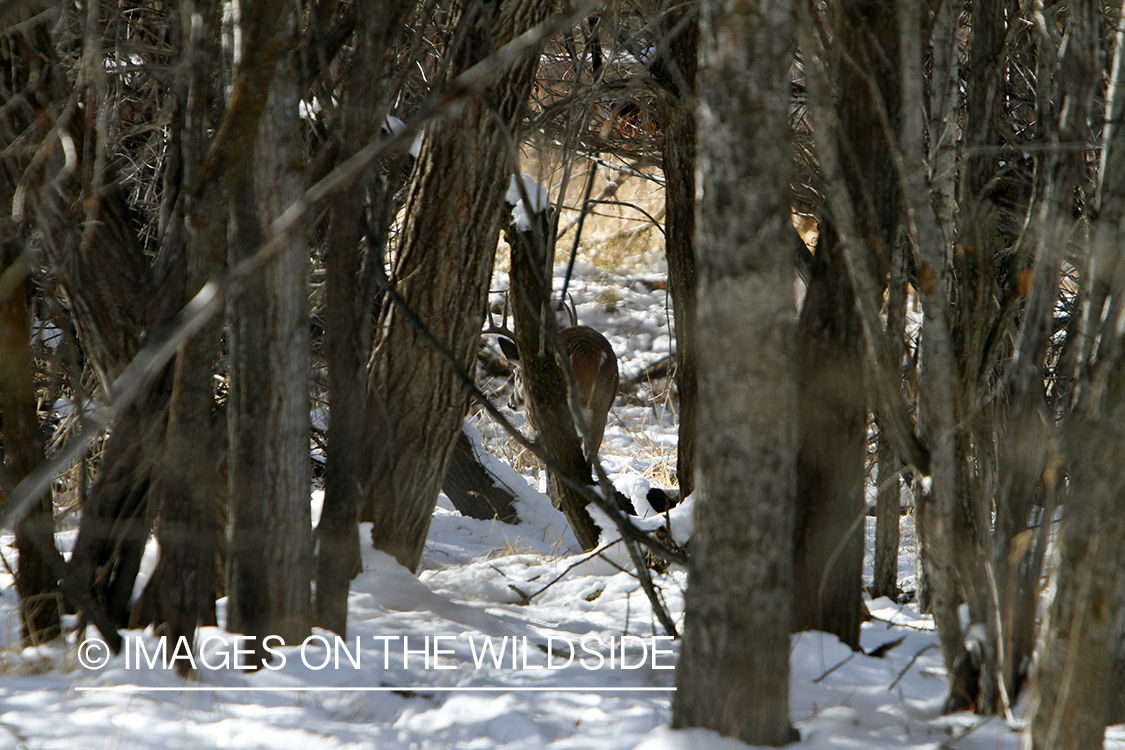 White-tailed buck in habitat.