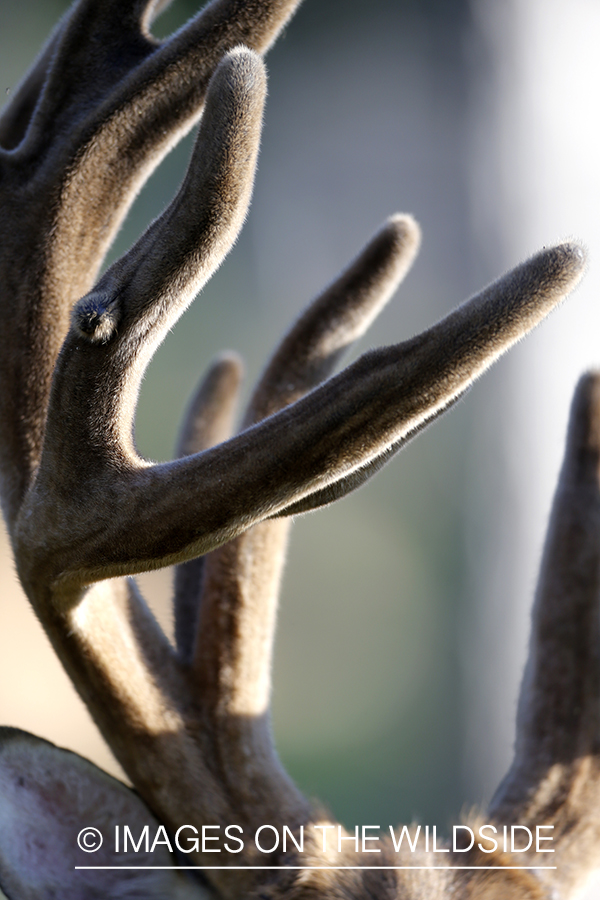 White-tailed buck in velvet.