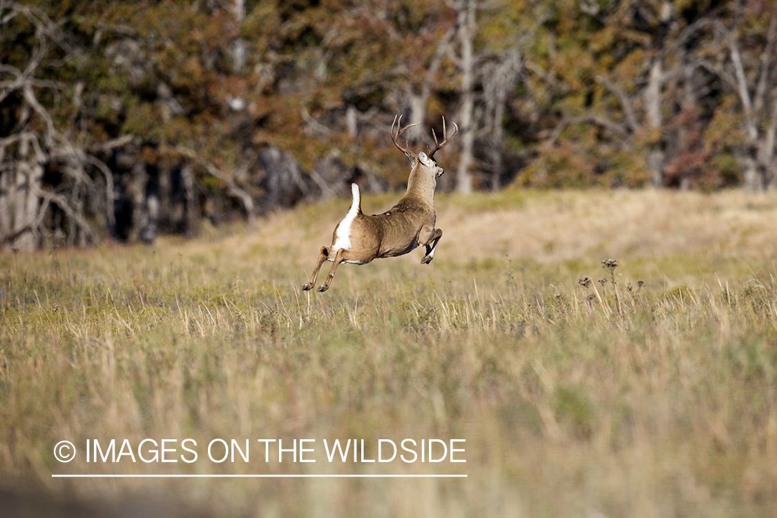 White-tailed buck fleeing in habitat.