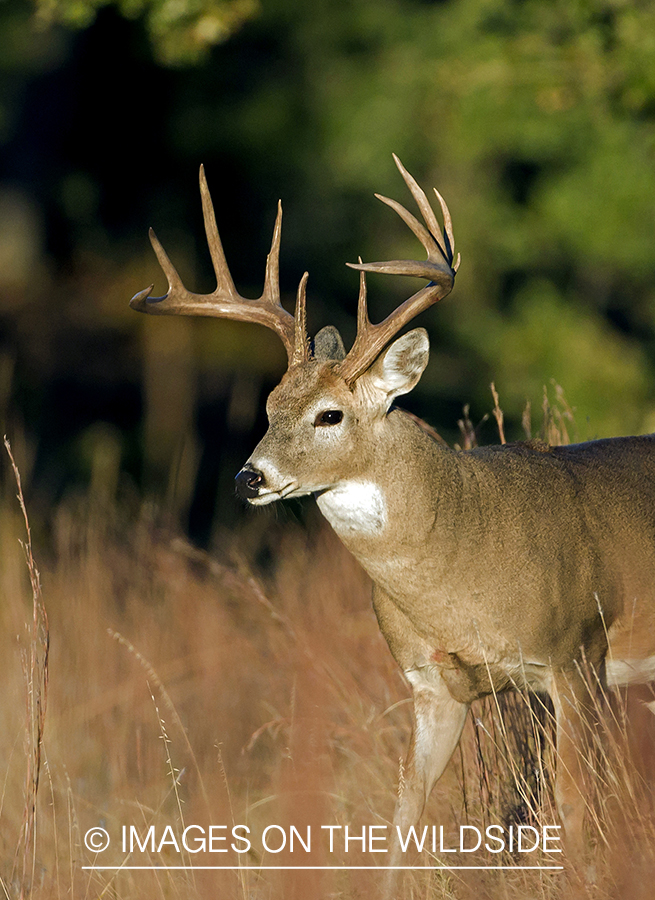 White-tailed buck in habitat.