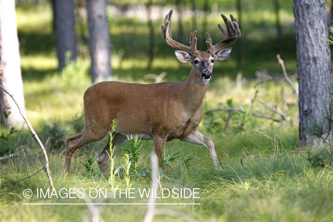 White-tailed buck in velvet.