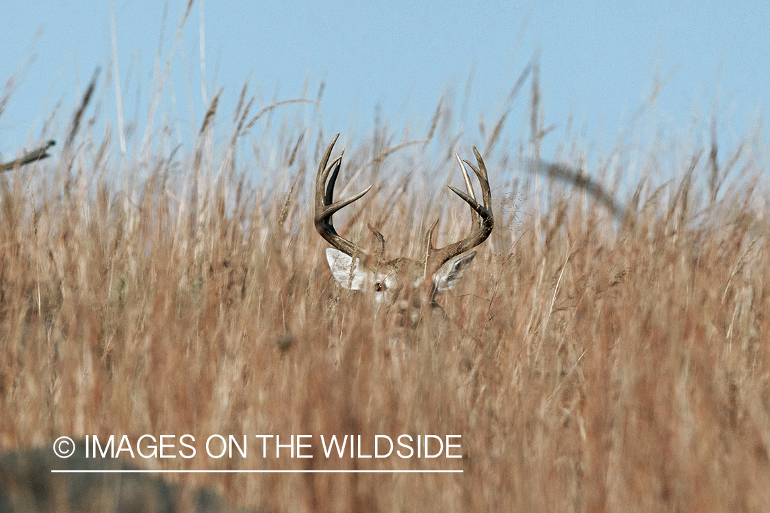 White-tailed buck in habitat. 