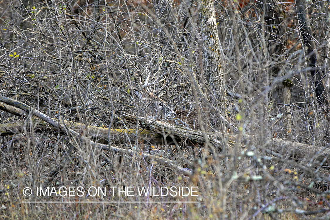 White-tailed buck bedded down.