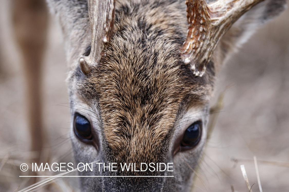 Close up of white-tailed buck.