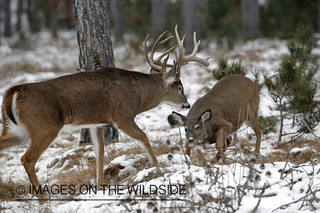 White-tailed buck approaching doe in the rut.