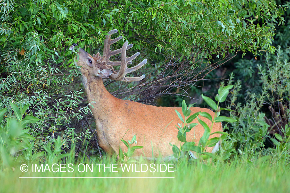 White-tailed Buck in Velvet.