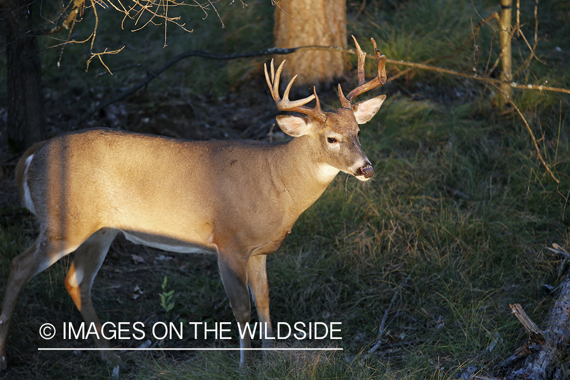 White-tailed buck photographed from tree stand.