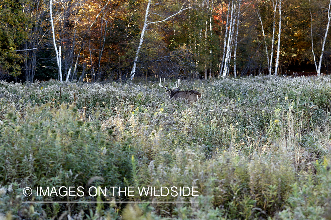 White-tailed buck walking away on deer trail.