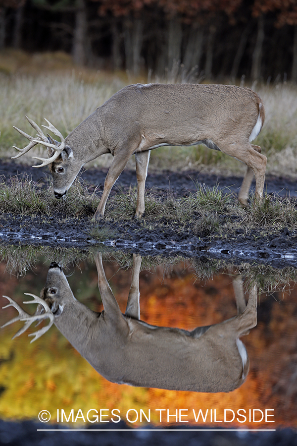 White-tailed buck with reflection in water.