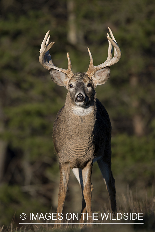 Whitetailed buck in habitat.