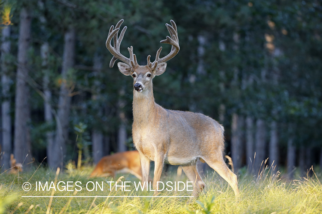 White-tailed buck in velvet.