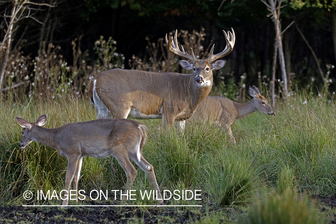 White-tailed buck in field.