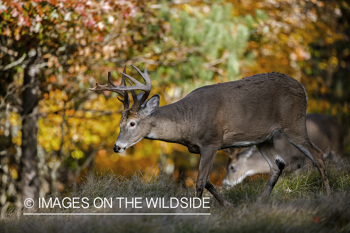 White-tailed buck in field.