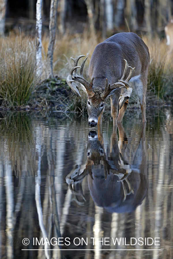 White-tailed buck drinking with reflection. 