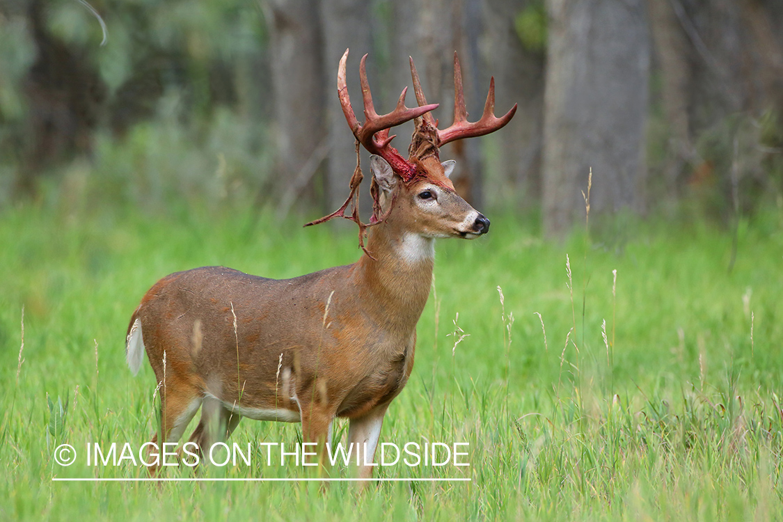 White-tailed buck in Velvet.