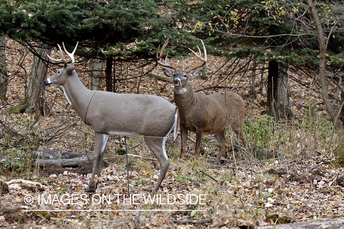 White-tailed buck confronting deer decoy.