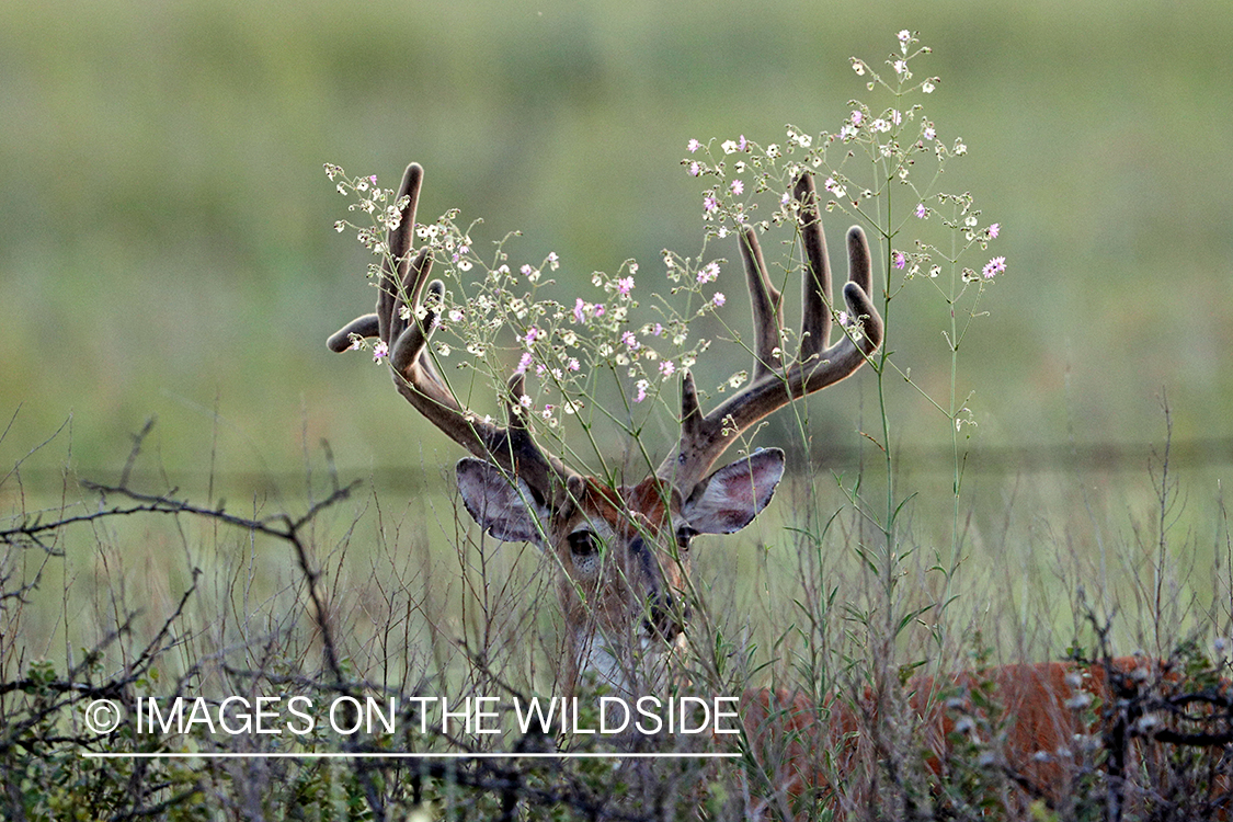 White-tailed buck in field.