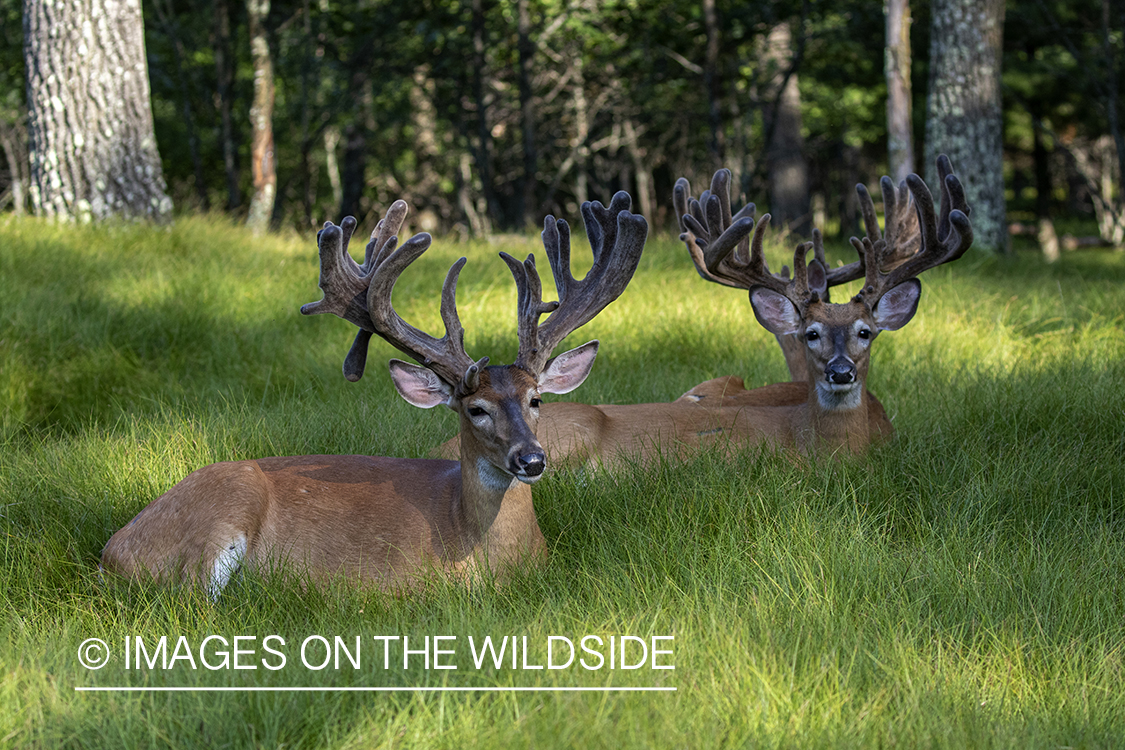 White-tailed bucks in Velvet.