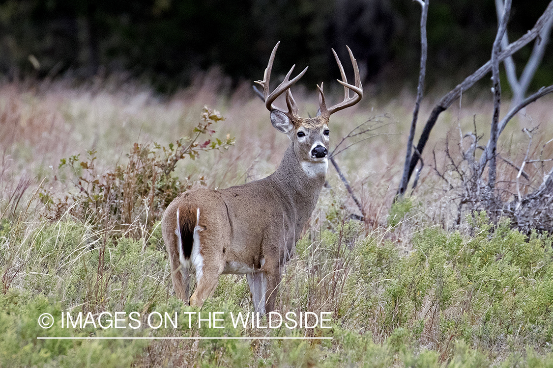 White-tailed buck in field.