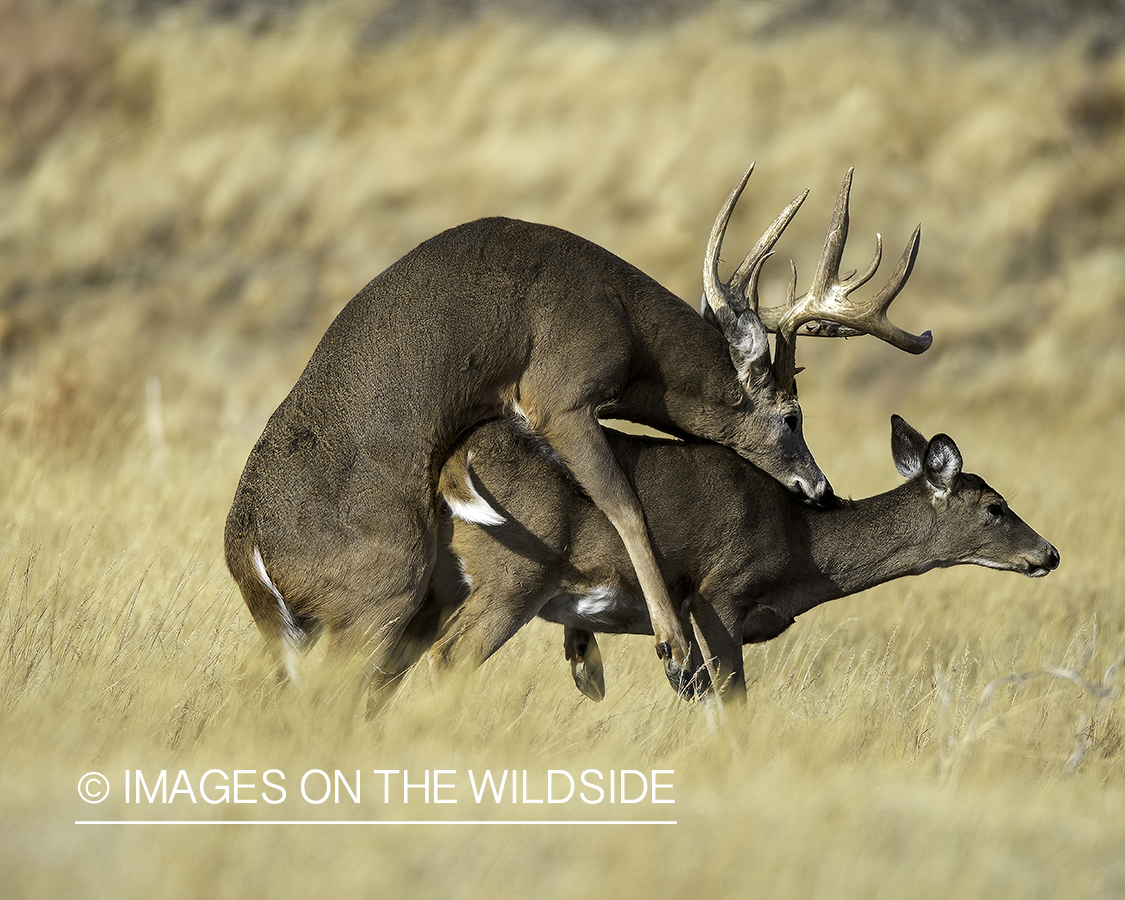 White-tailed deer mating.