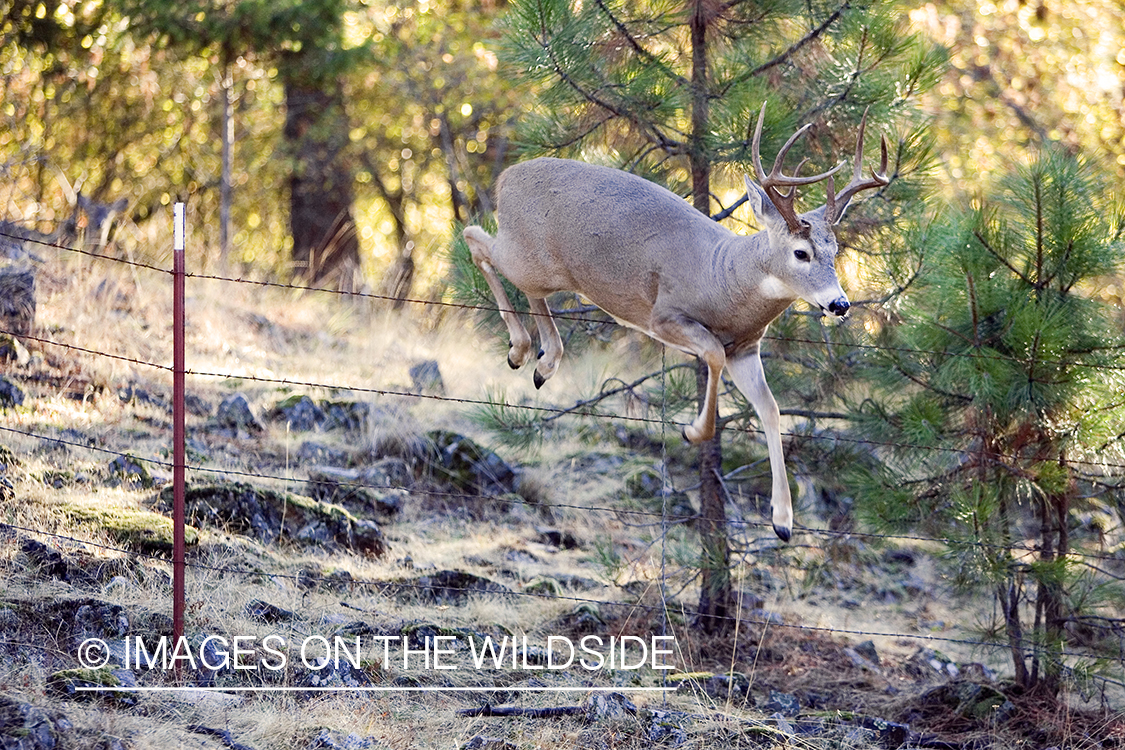 White-tailed deer in habitat