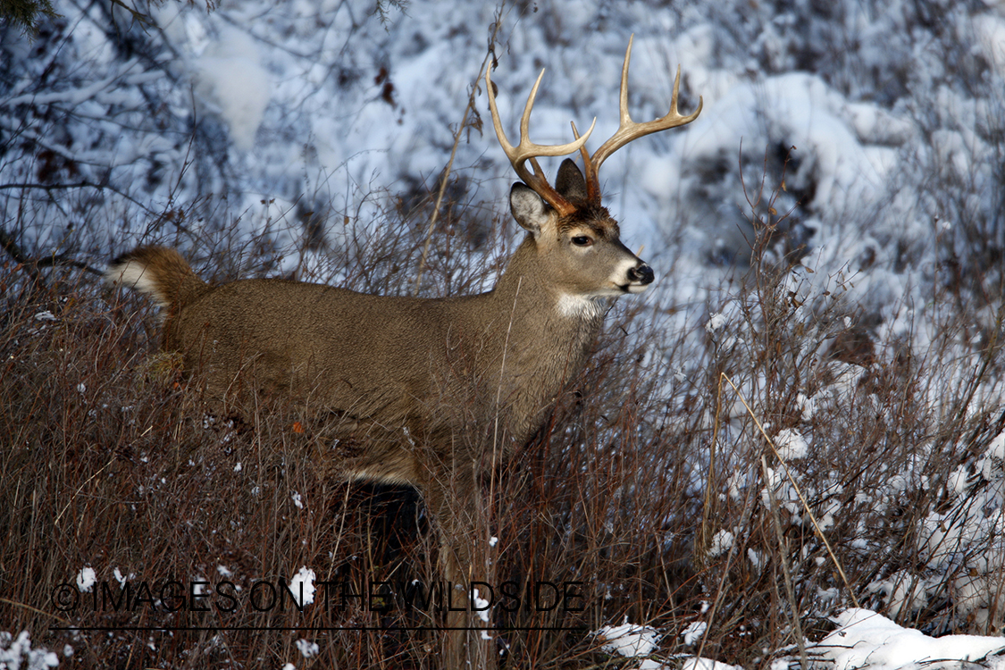 White-tailed deer in habitat