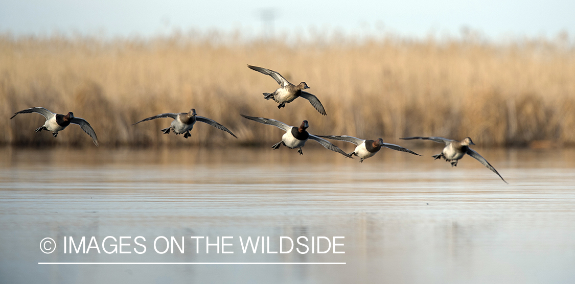 Canvasback in flight.