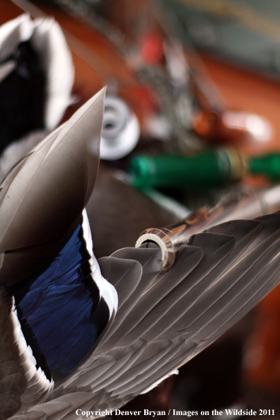 Bagged mallard hanging with duck calls. 