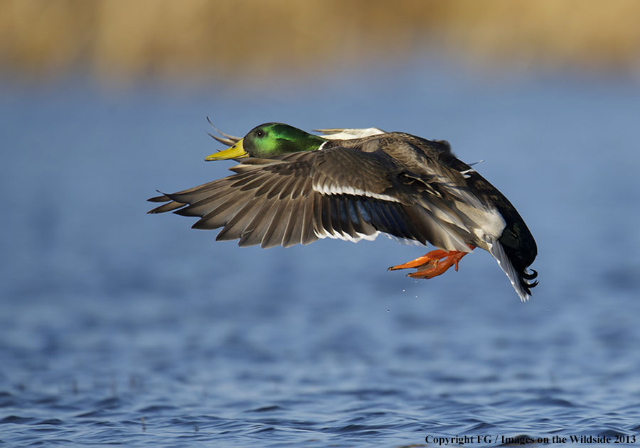 Mallard in flight.