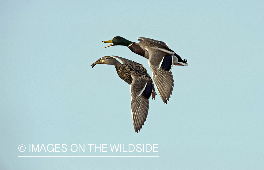 Mallards in flight.