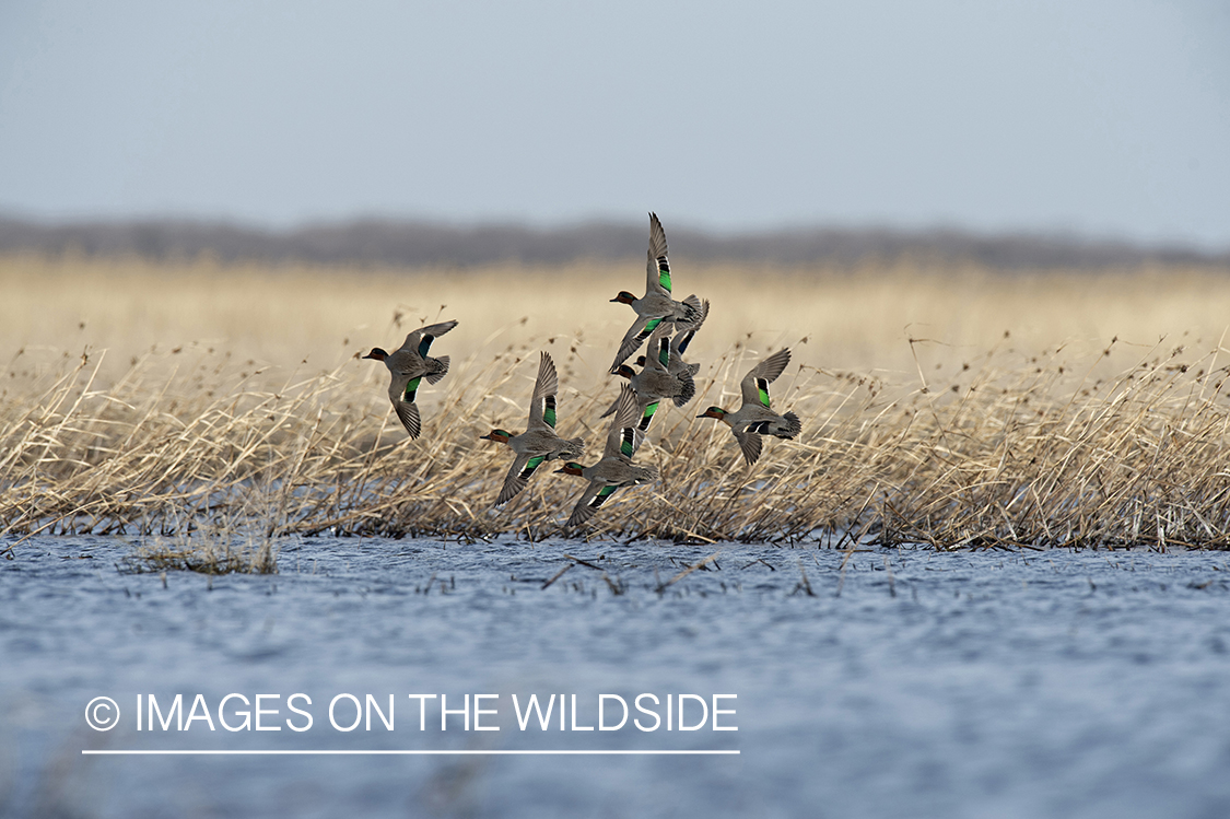 Green-winged Teal (whiffling) in flight.