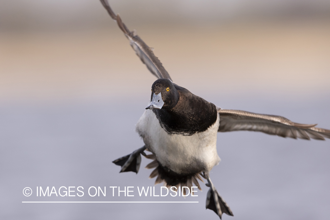 Lesser Scaup in flight.