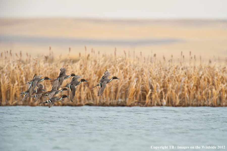 Pintail Ducks in wetland.