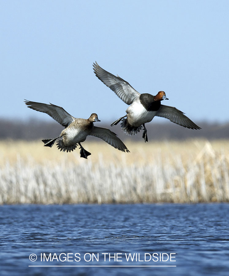 Redhead ducks in flight. 