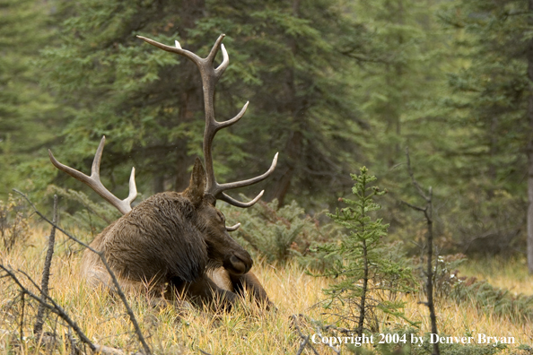 Rocky Mountain bull elk bedded (sleeping).