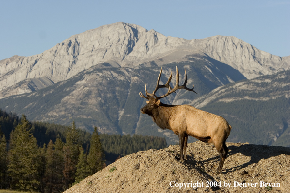 Rocky Mountain bull elk in habitat.