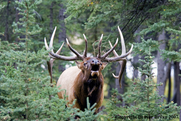 Rocky Mountain Elk