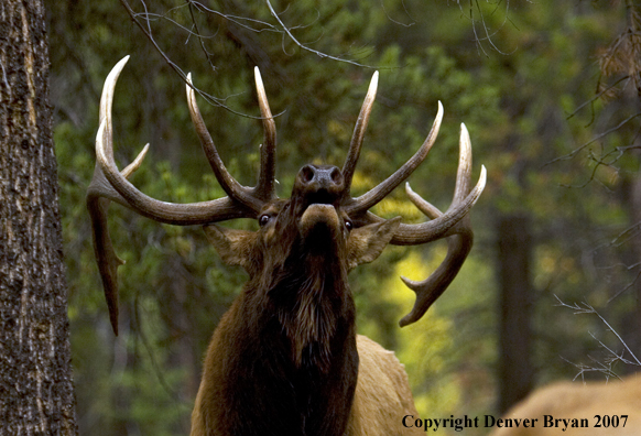 Rocky Mountain Elk bugling