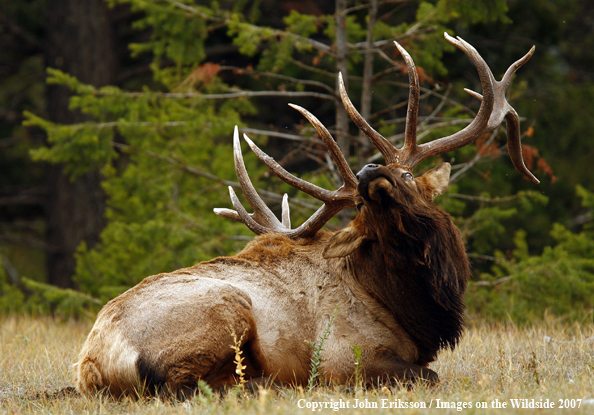 Rocky Mountain Elk bedded down