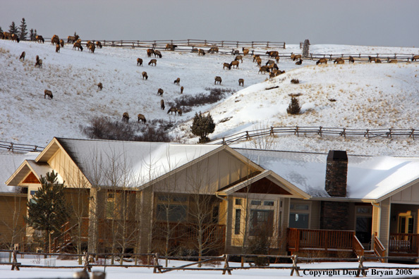 Rocky Mountain Elk herd in urban setting