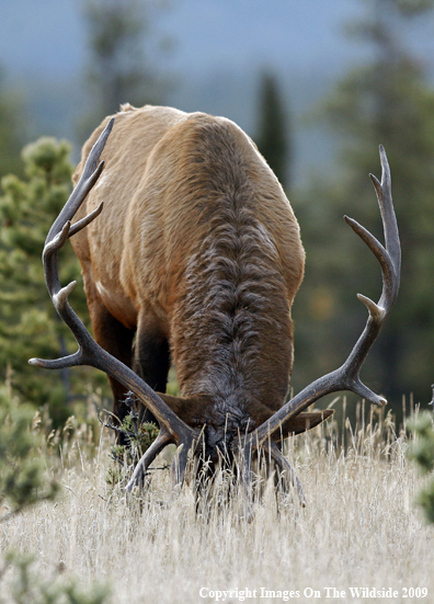 Bull Elk