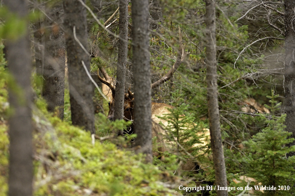 Rocky Mountain bull elk sneaking through timber.