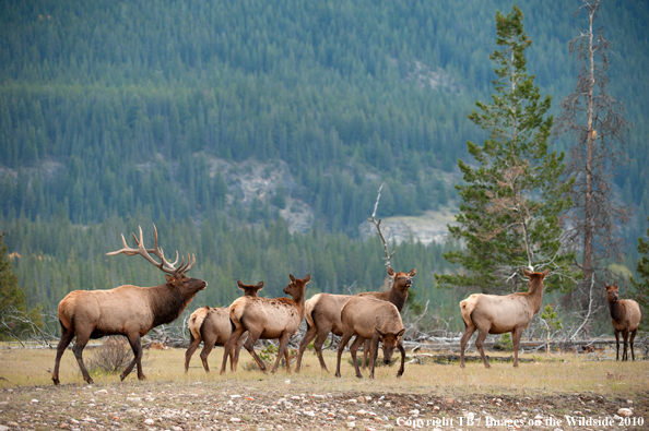 Rocky Mountain Bull Elk with cows. 