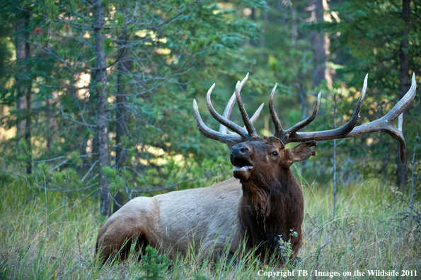 Bull elk bugling. 