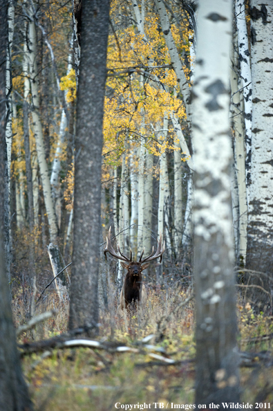 Rocky Mountain bull elk in habitat. 