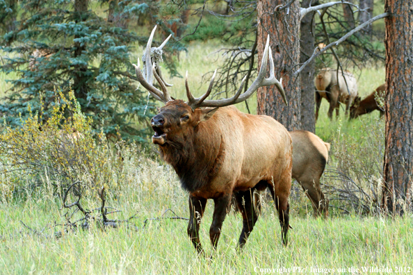 Bull elk bugling. 