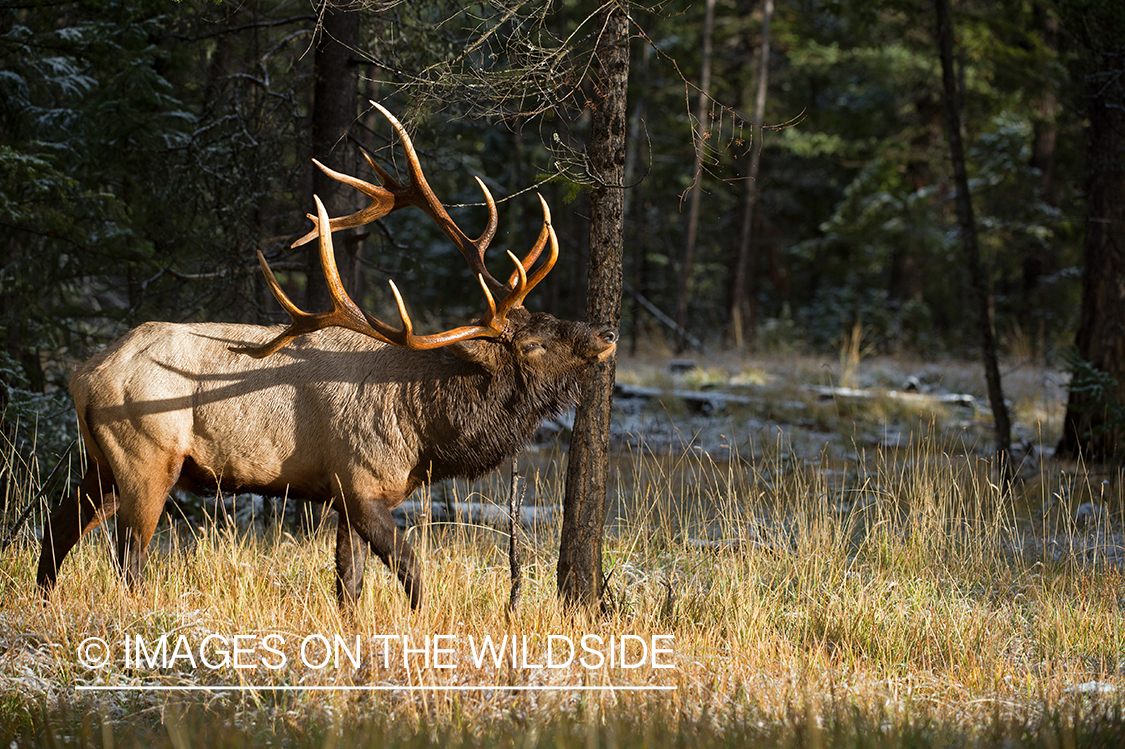 Bull elk rubbing on tree.